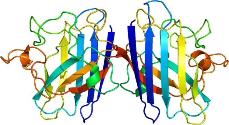 This image shows the structure of the SOD1 protein.