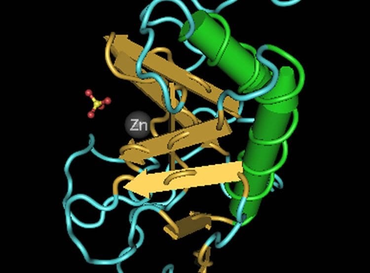 This image shows the 3D structure of the Sonic Hedgehog protein.