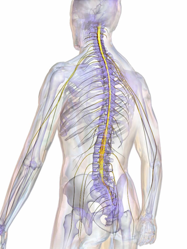 This image shows an illustration of the spinal cord.