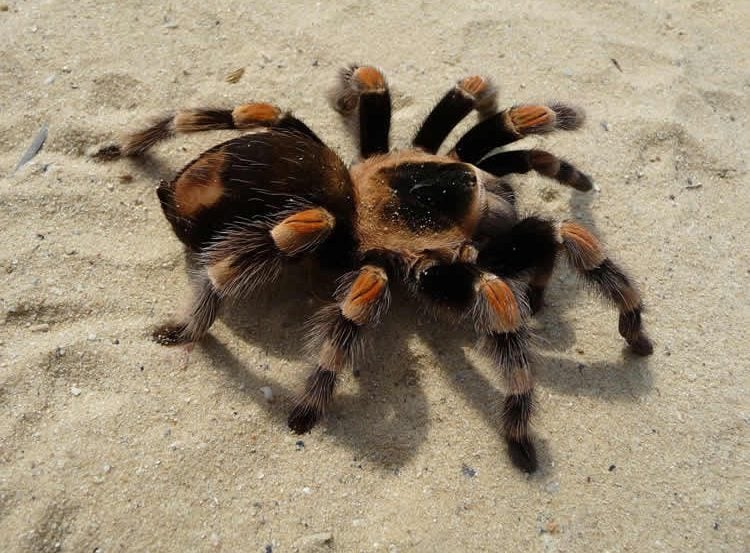 This image shows a tarantula spider.