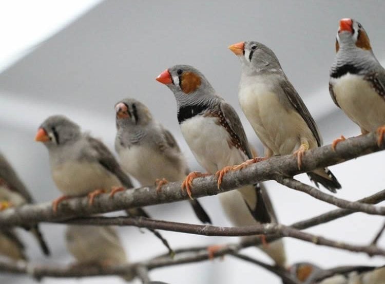 This image shows zebra finches sitting on a branch.