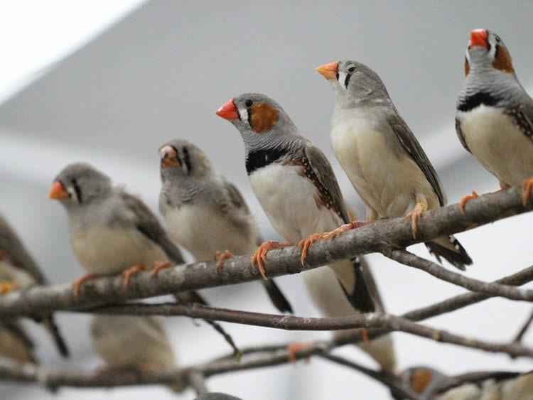 This image shows zebra finches sitting on a branch.