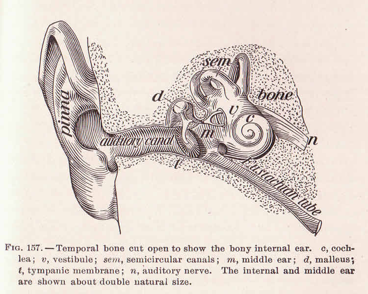 This image shows the anatomy of the ear. The image is labeled.