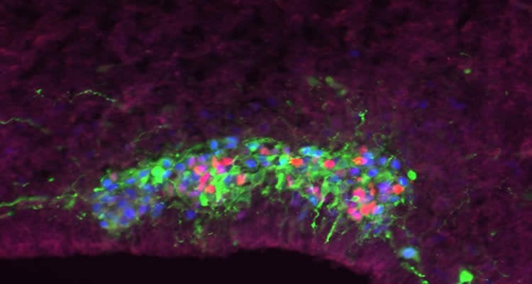 This microscopy image shows the mouse cortex during development.