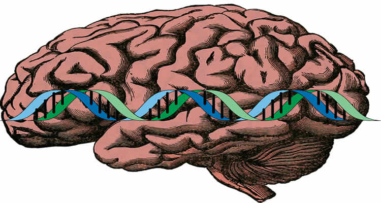 The image is a drawing of a brain with a strand of DNA drawn over the top.