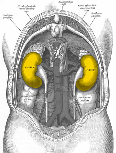 This image shows the location of the kidneys in the human body.