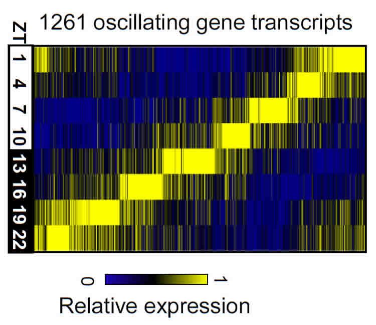 This image shows a graph of the color coded genes.