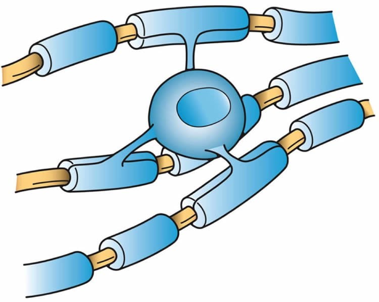 This image is a diagram of an oligodendrocyte.