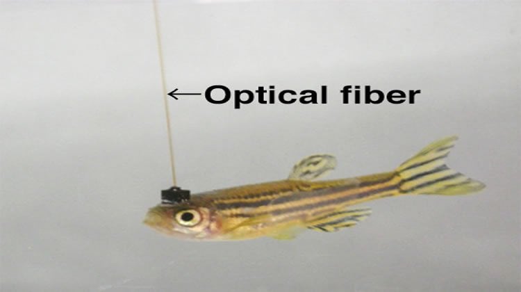 The image shows a zebrafish with optical fiber coming out of its head.
