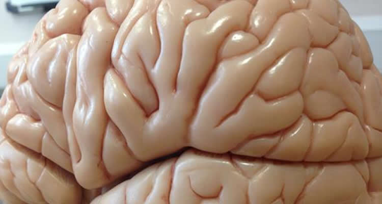 This image shows a brain made of plastic.
