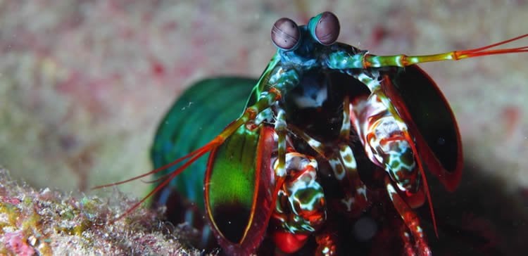 This image shows a mantis shrimp.