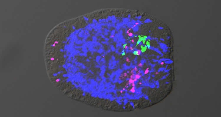 The image shows the different nerve cell populations in Nematostella vectensis.