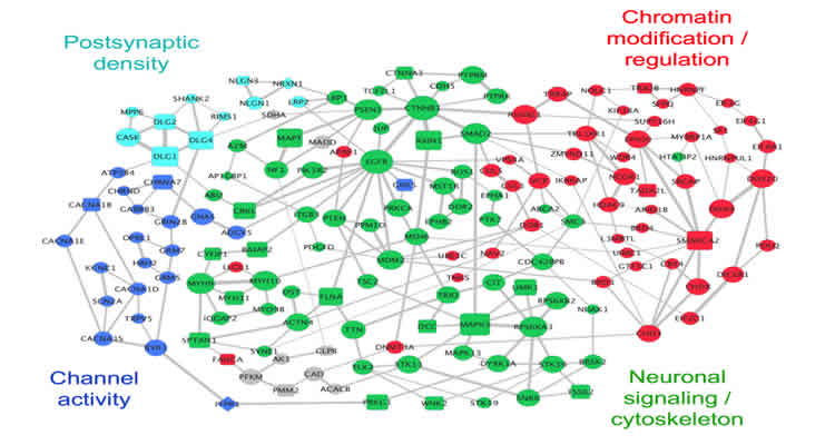 The image shows a web-like graph showing the network of autism associated genes.