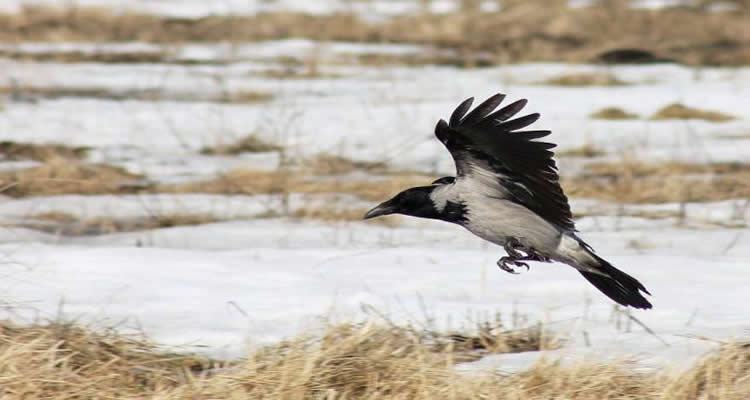 The image shows a crow flying over marshland.