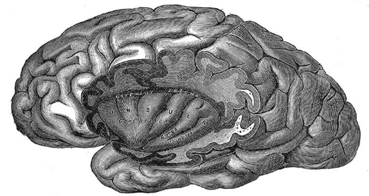 The image is a diagram from Gray's Anatomy which shows a cut away in the brain revealing the insular cortex.