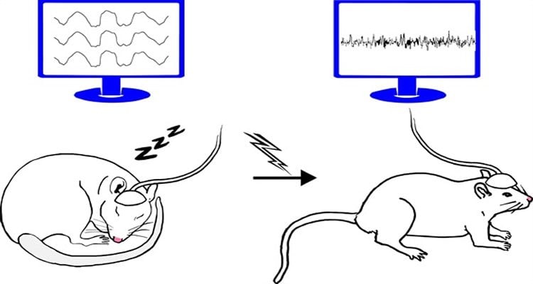 The image is a drawing of a rat with an electrode cap on. There is a computer showing the brain waves when the rat is at rest, and a computer showing the brain waves when the rat is active.