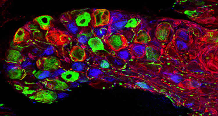 The image shows skin cell neurons.