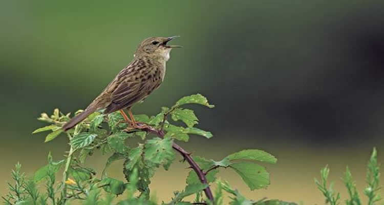 The image shows a bird sitting on a branch with its mouth open, as if it is singing.