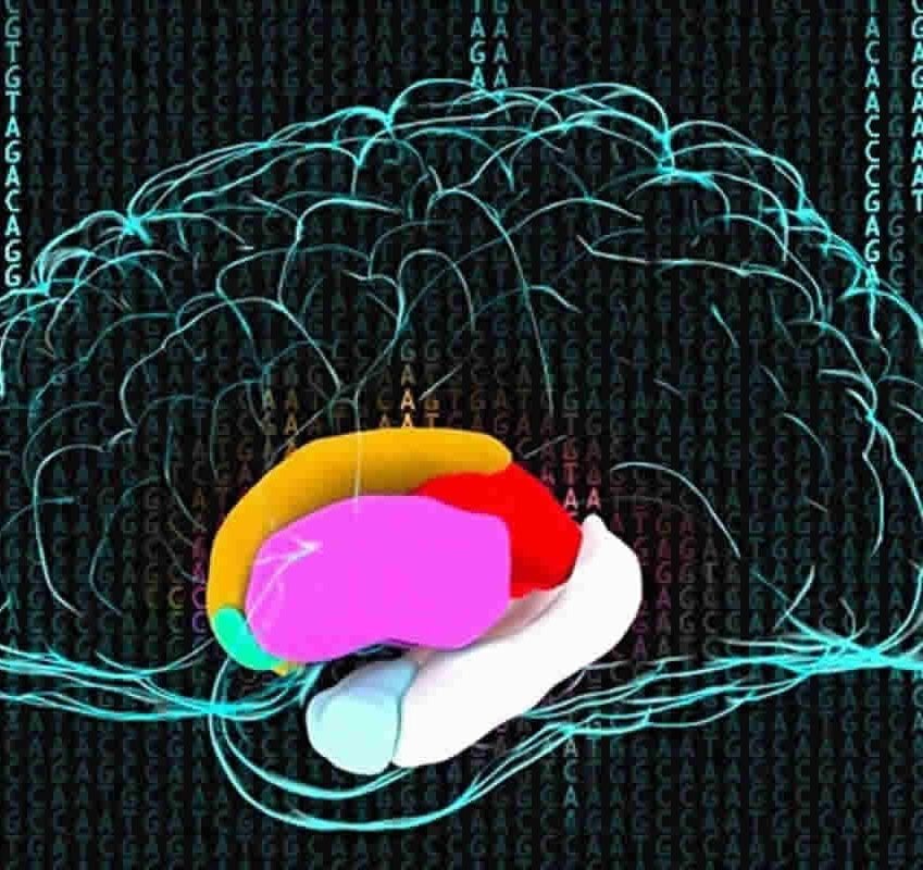 This image shows a drawing of a brain against a background made up on GATC code.