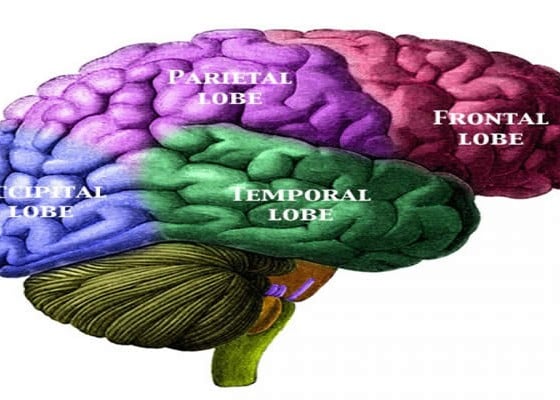 Remapping the Damaged Brain - Neuroscience News