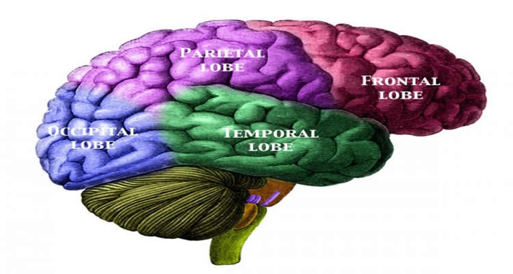 The image shows a diagram of the human brain with the different lobes color coded.