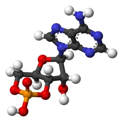 This image shows the molecular structure of cAMP. 