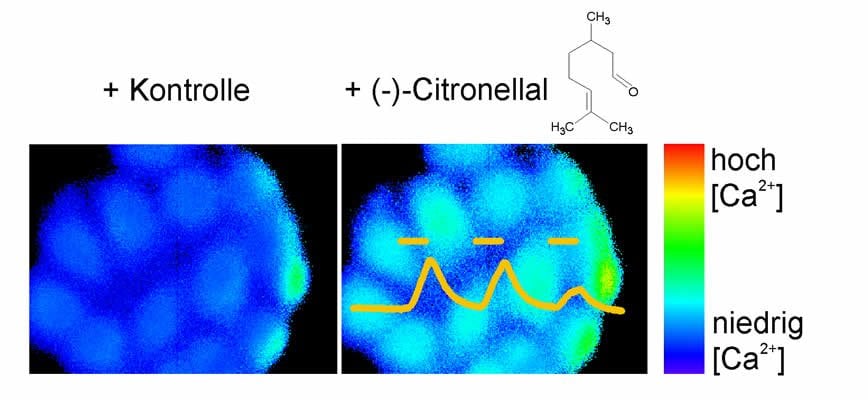 This image shows the calcium influx into the liver cancer cells.