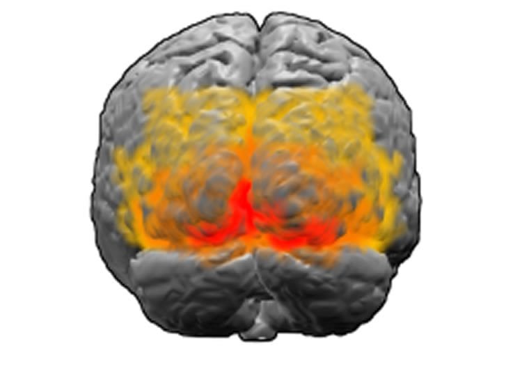 This image shows the primary visual cortex of the brain highlighted in red.