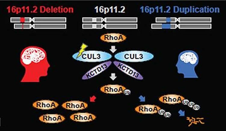 This illustration shows how the mutations influence the rhoa pathway.