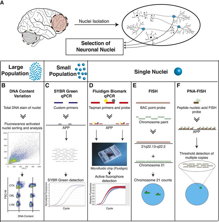 A chart is shown with a brain image above. The description provides reliable image detail.