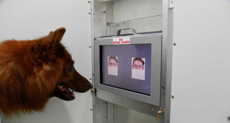 This image shows a dog looking a computer images of human faces.