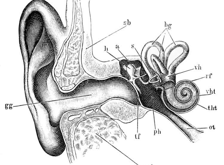 This is a medical illustration of the ear.