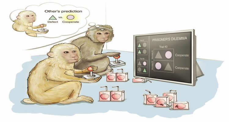 This illustration shows monkeys playing the game mentioned in the post.