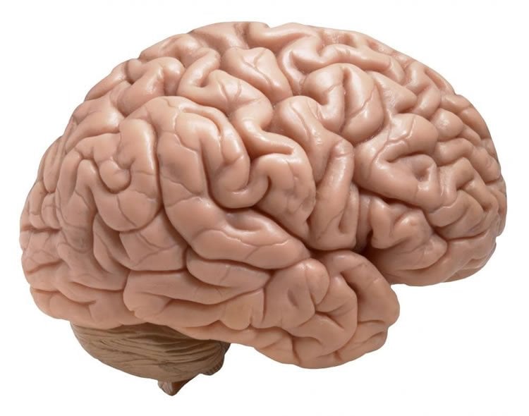 This image shows a model of a human brain.