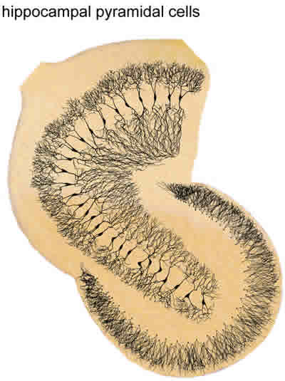 The image shows hippocampal pyramidal cells.