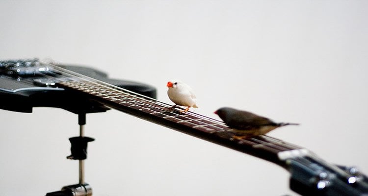 The image shows two zebra finches sitting on a guitar.