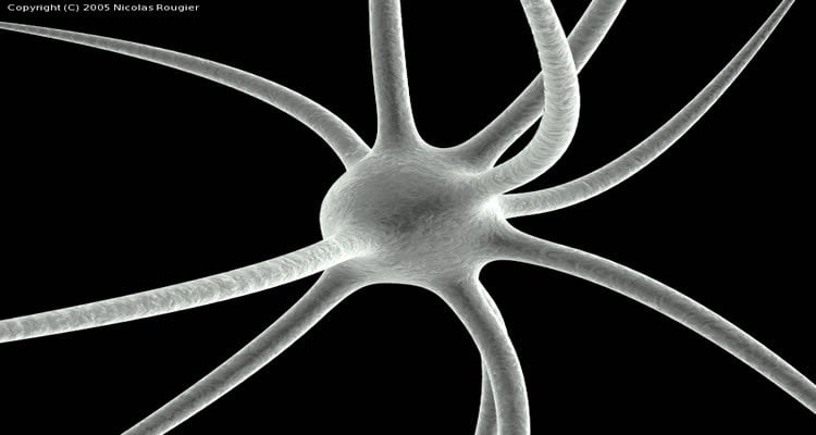 This is an illustration of a neuron.