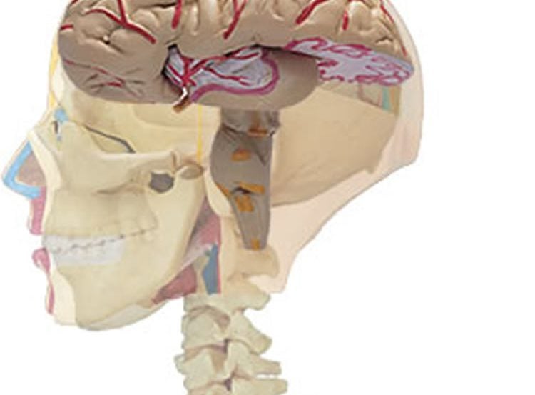 This image shows the location of the cerebral cortex in the human brain.