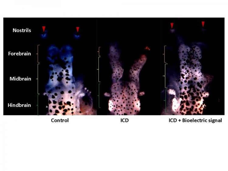 This shows brain slices from the research.