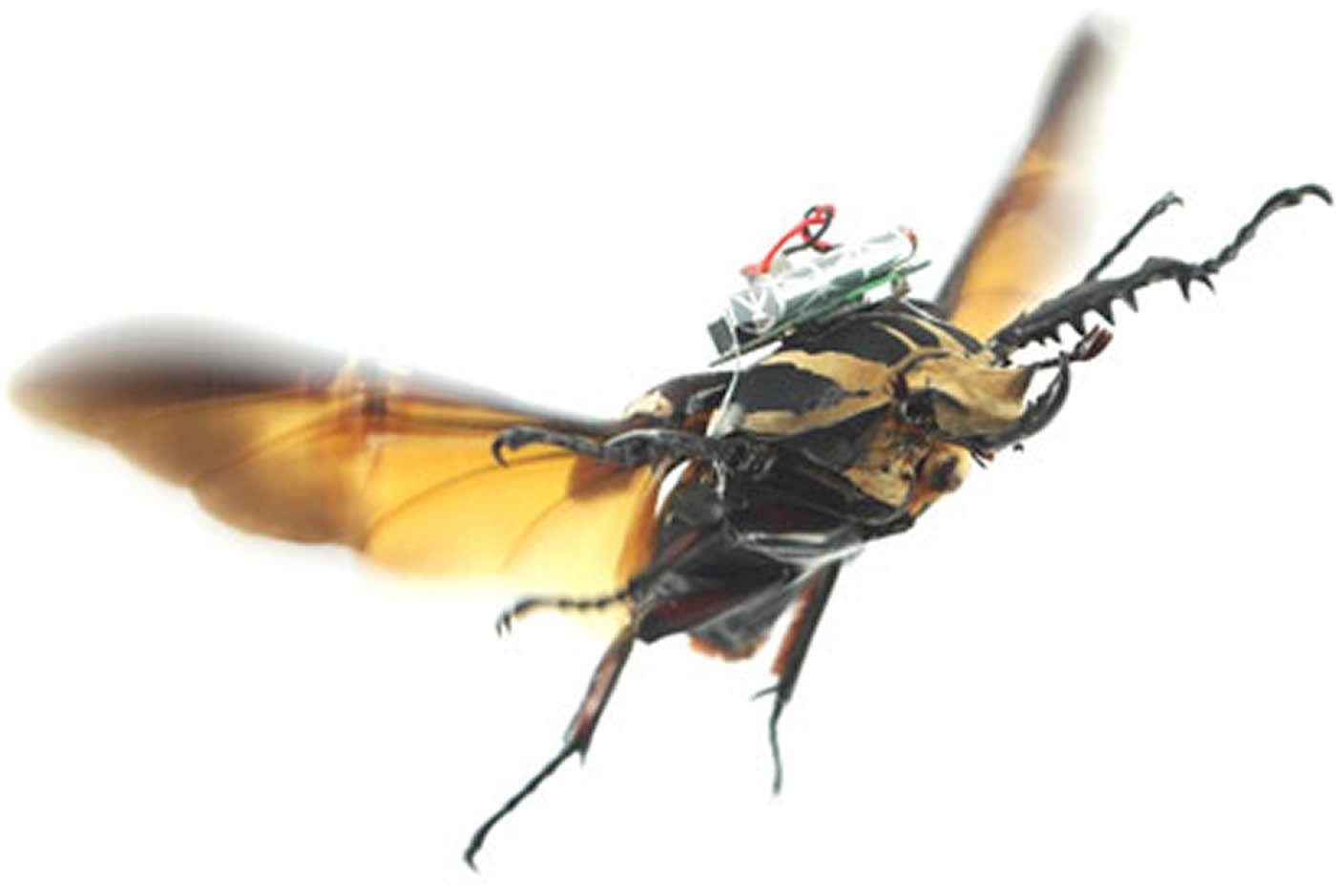 The image shows a flying flower beetle.