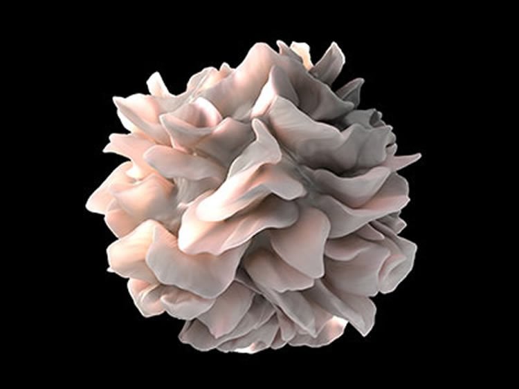 Recruiting dendritic cells for cancer fight. An artist’s representation of the surface of a human dendritic cell. Image courtesy of the National Cancer Institute.