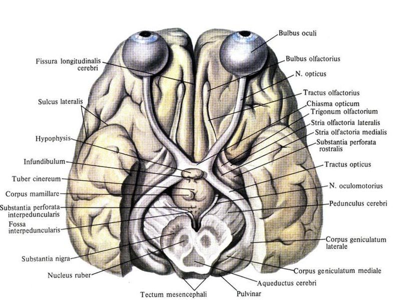 Images shows the human visual system.