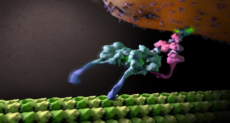 This image is a computer generated model of the molecular motor.