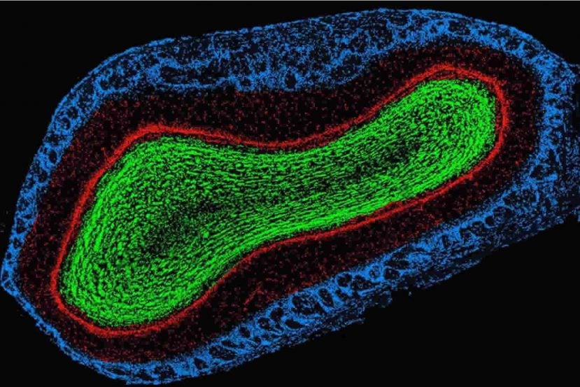This image shows the olfactory bulb of a mouse. The caption best describes the image.
