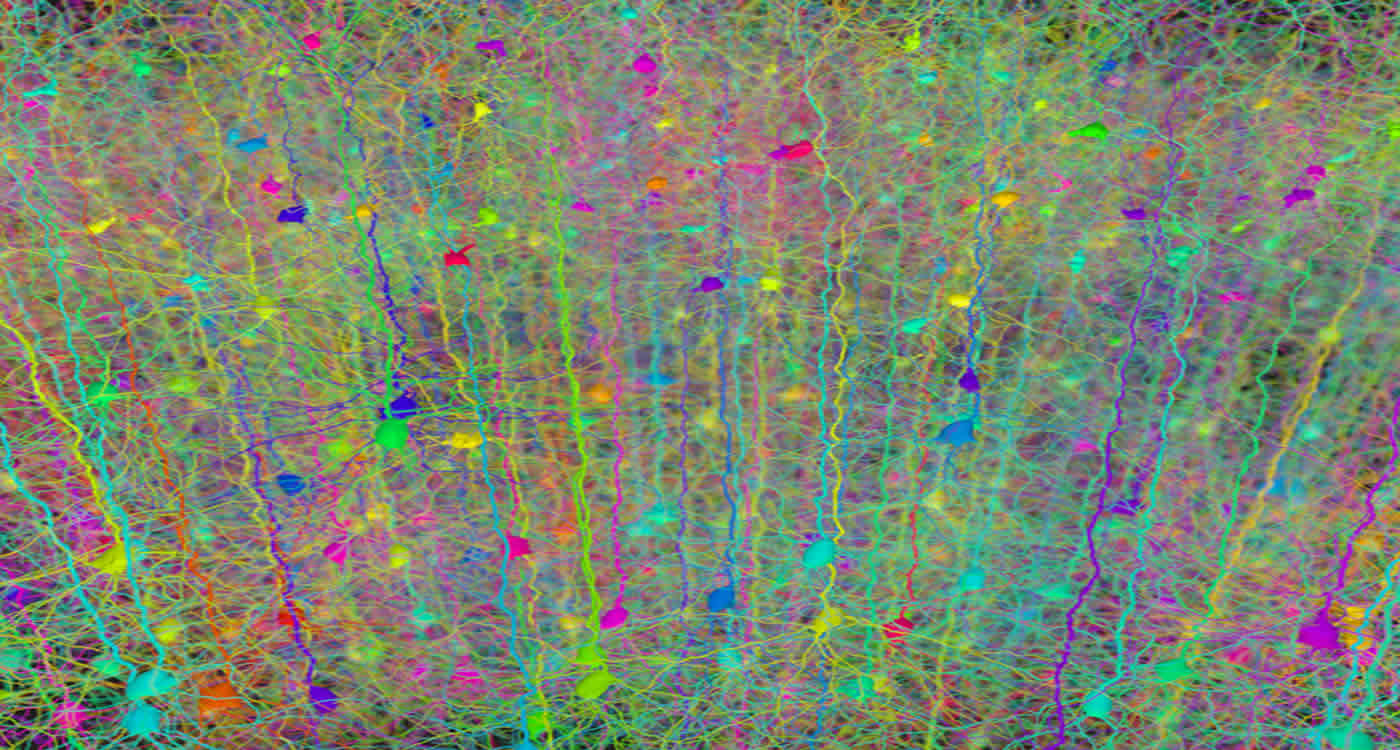 This shows synthetic pyramidal neurons.