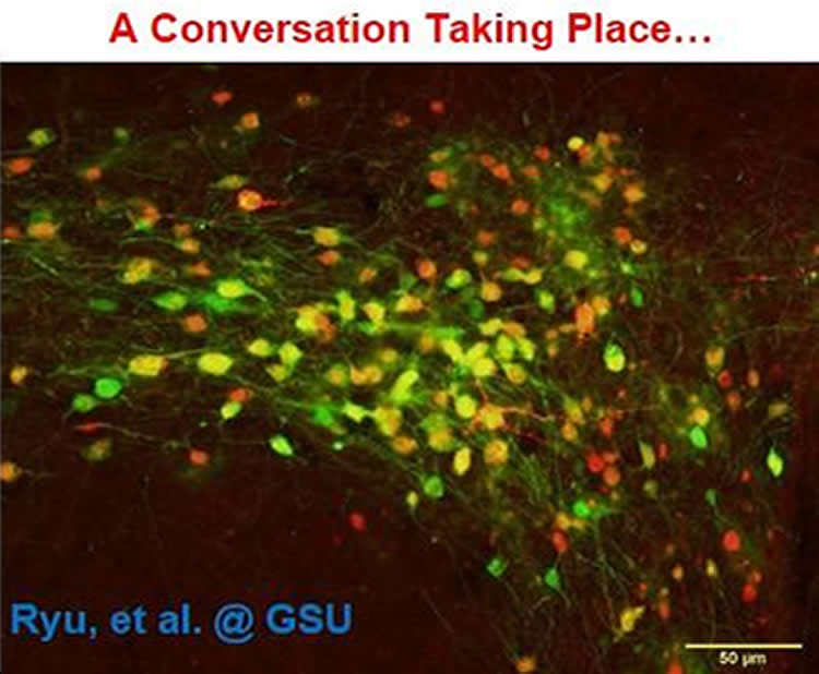 This shows the sensory nerves stained in red and orange.