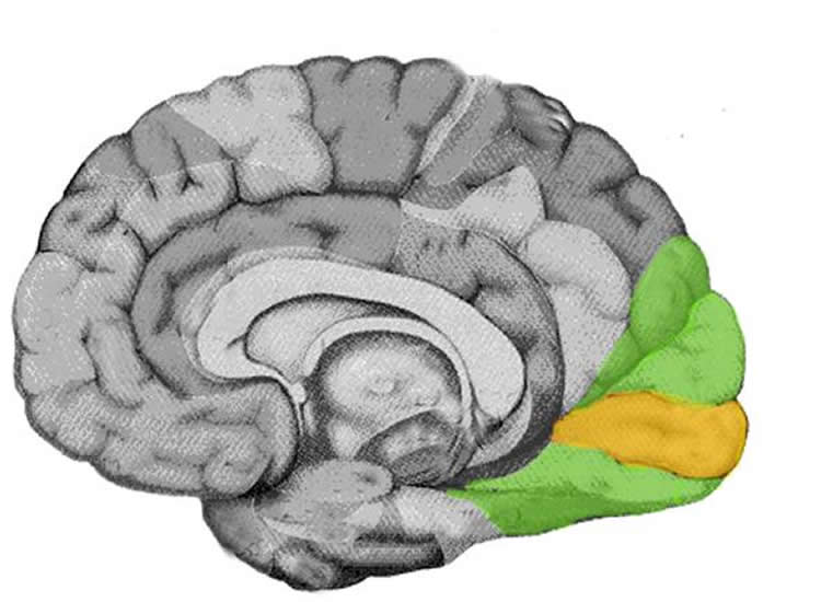 Images shows the location of the visual cortex in the brain.