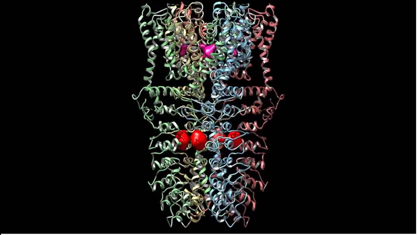This image the structure of the TRPA1 protein.