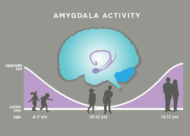 This illustration shows how the amygdala responds to the opposite sex over the child's development.