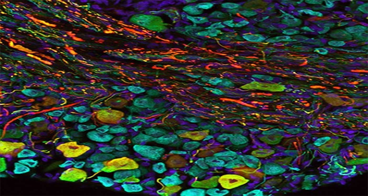 This shows a closeup image of bat sensory neurons. Highlighted are the areas where the neural activity is present.